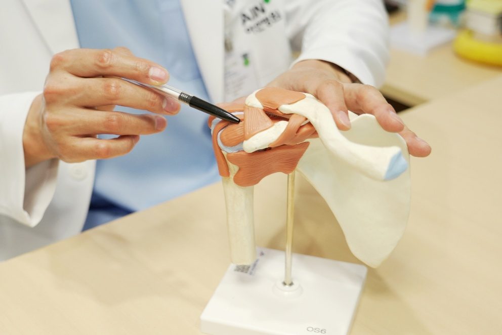 A doctor explaining a shoulder joint using an anatomical model